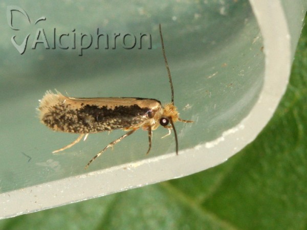 Monopis crocicapitella