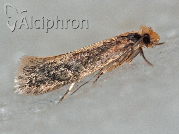 Monopis crocicapitella