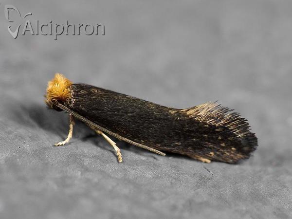 Monopis imella