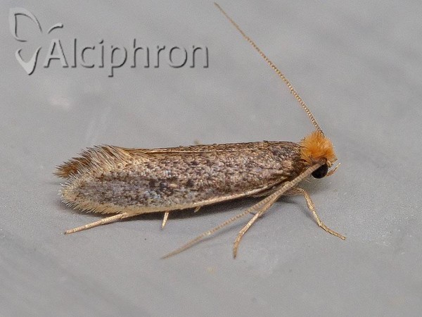 Monopis imella