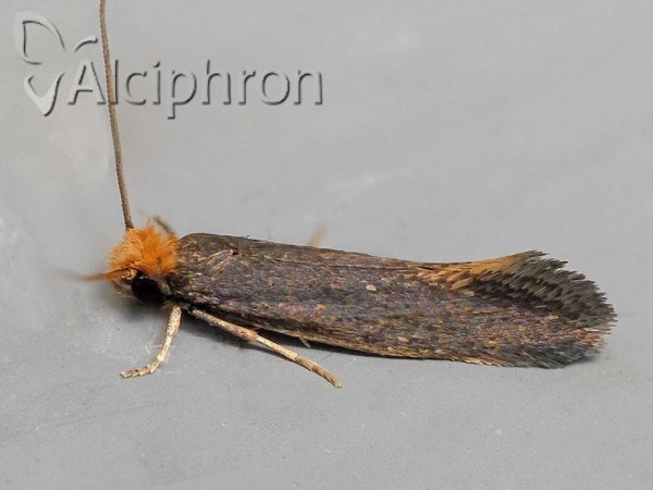 Monopis imella