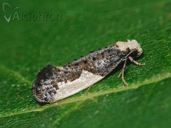 Monopis monachella