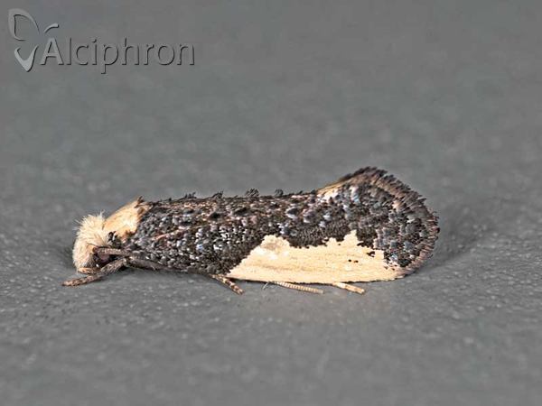 Monopis monachella