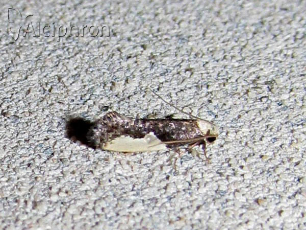 Monopis monachella