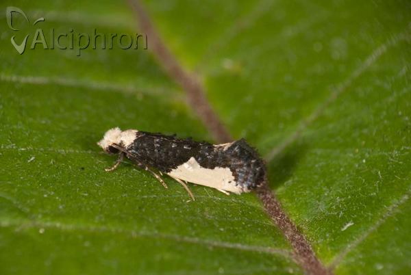 Monopis monachella