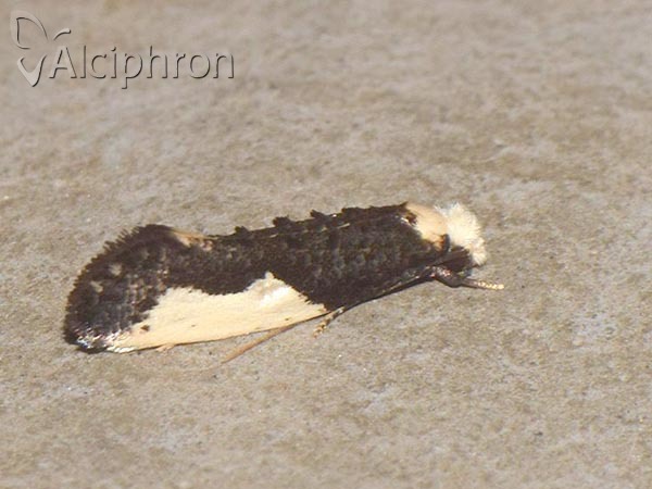 Monopis monachella