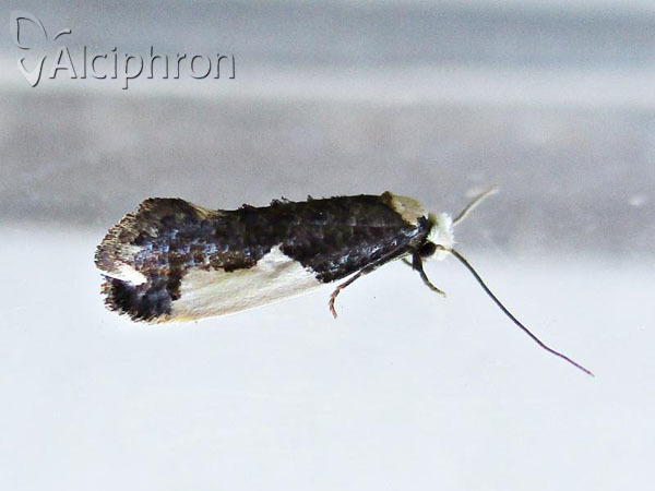 Monopis monachella