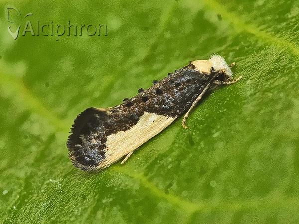 Monopis monachella