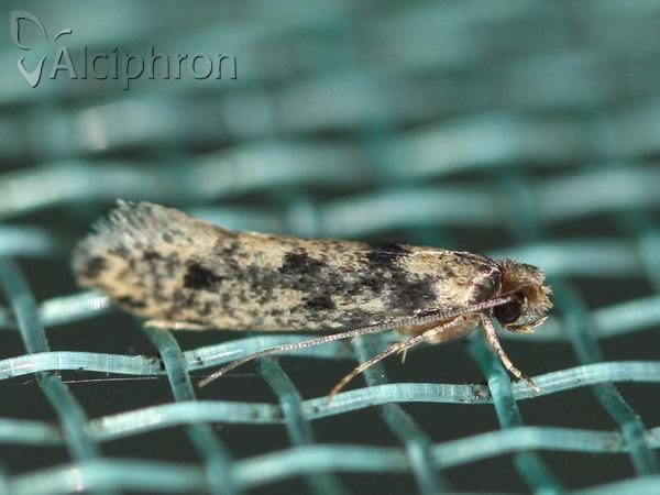 Niditinea fuscella
