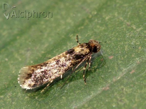 Niditinea fuscella