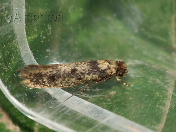 Niditinea fuscella