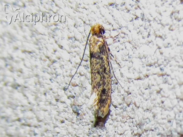 Niditinea fuscella