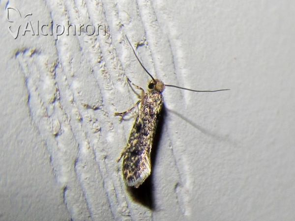 Niditinea fuscella