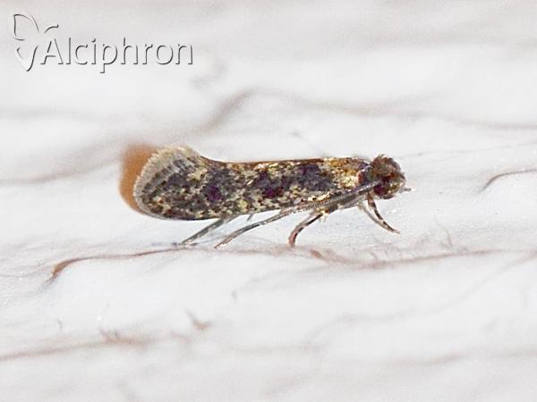Niditinea fuscella