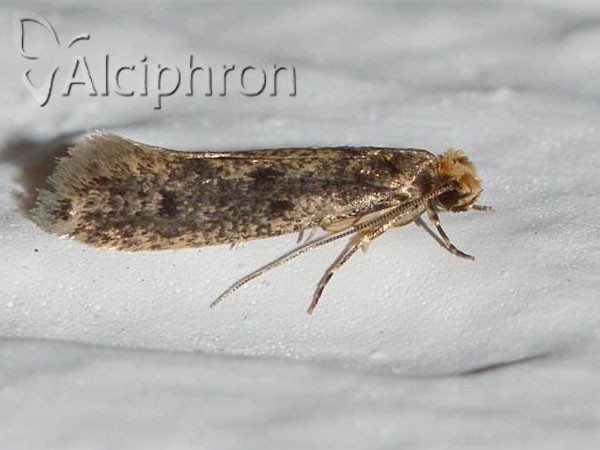 Niditinea fuscella