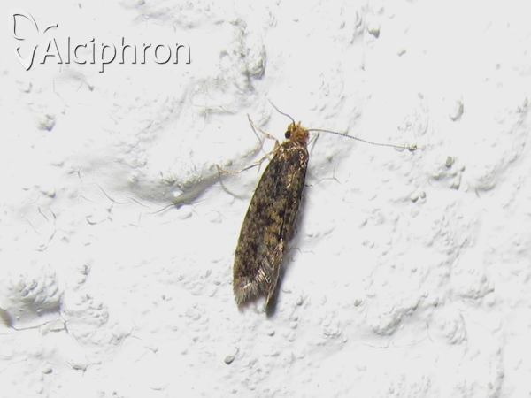 Niditinea striolella