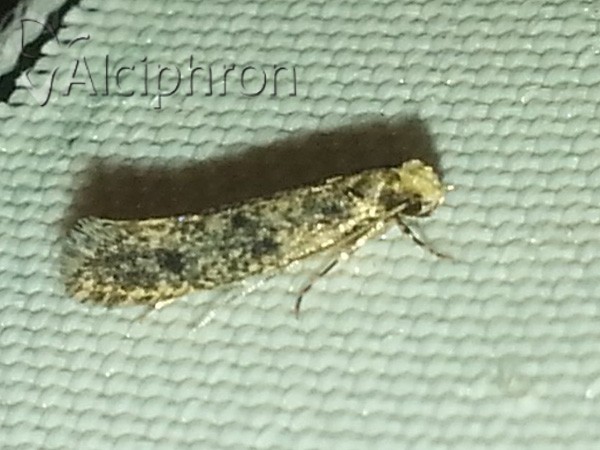 Niditinea striolella