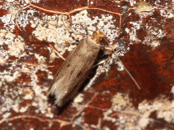 Tinea pellionella