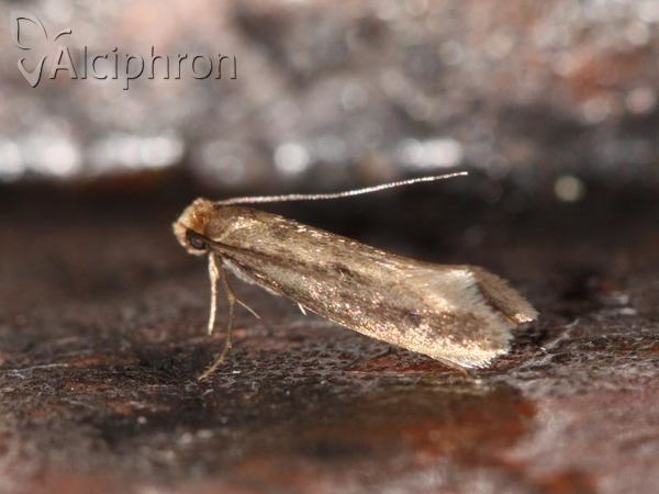Tinea pellionella