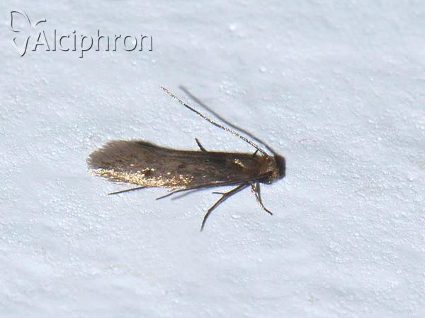 Tinea pellionella