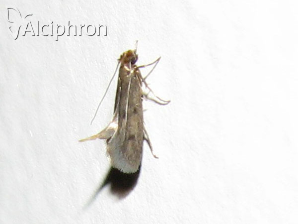 Tinea pellionella