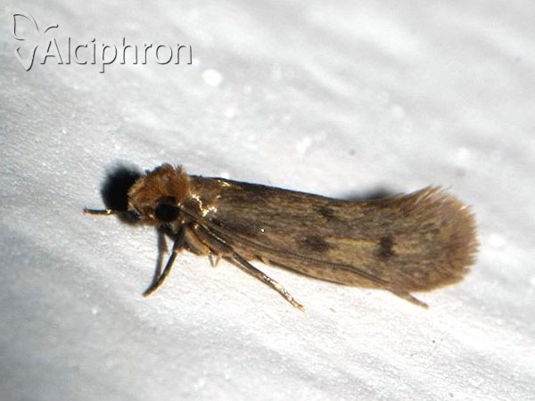 Tinea pellionella
