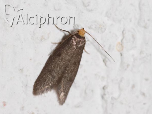 Tinea pellionella