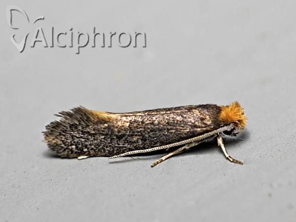 Tinea nonimella