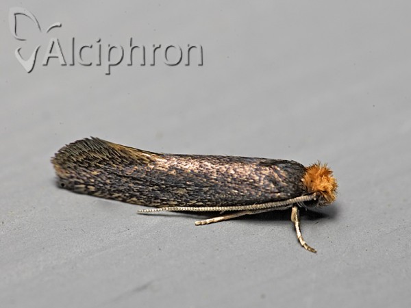 Tinea nonimella