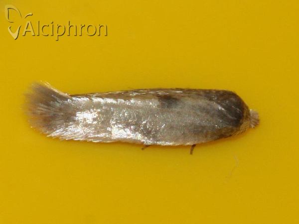 Tinea columbariella