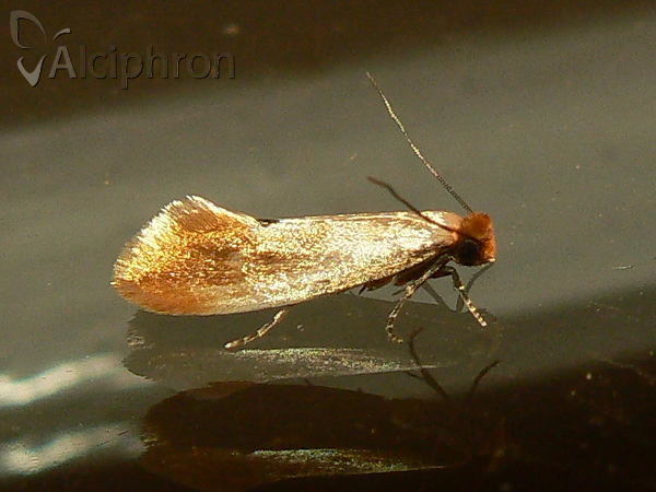 Tinea semifulvella
