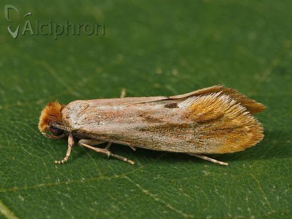 Tinea semifulvella