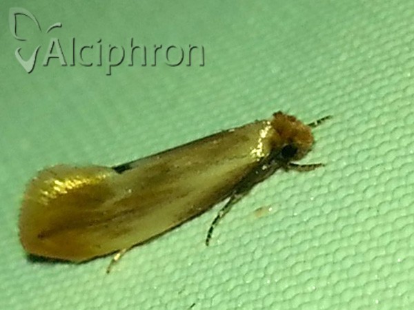 Tinea semifulvella