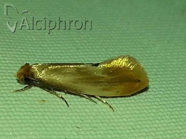 Tinea semifulvella
