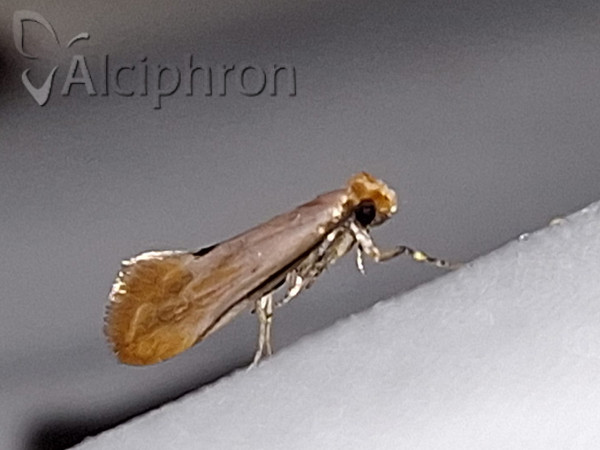 Tinea semifulvella