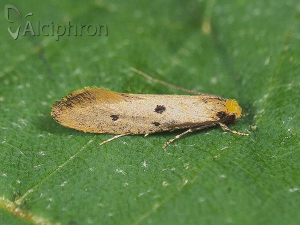 Tinea trinotella