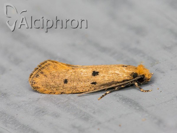Tinea trinotella