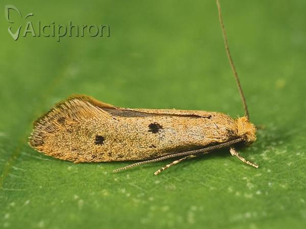 Tinea trinotella