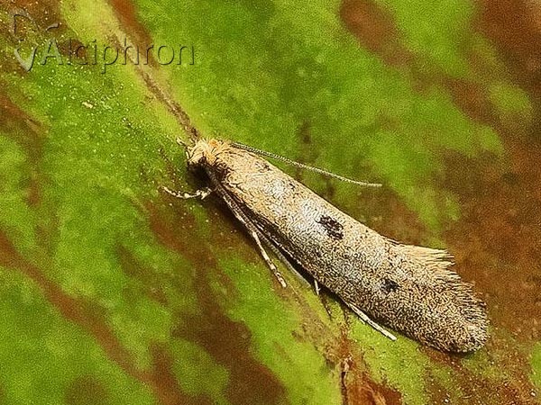 Tinea trinotella