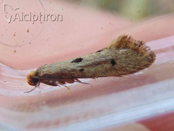 Tinea trinotella