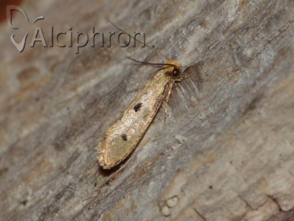 Tinea trinotella