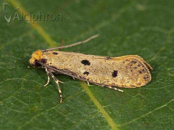 Tinea trinotella