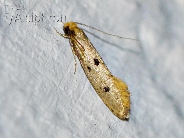 Tinea trinotella