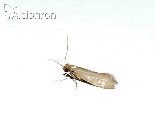 Tineola bisselliella