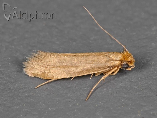 Tineola bisselliella