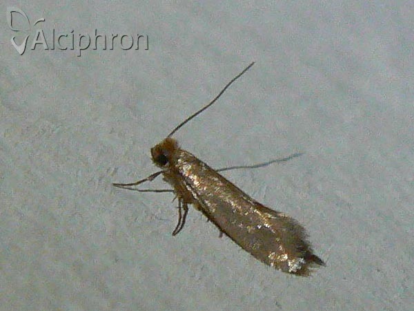 Tineola bisselliella