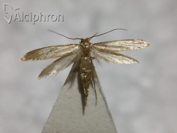 Tineola bisselliella