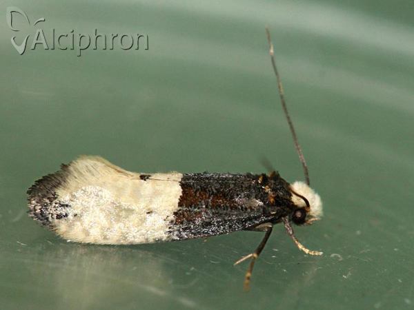 Trichophaga tapetzella