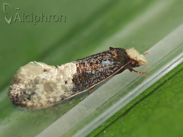 Trichophaga tapetzella