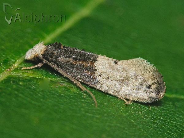 Trichophaga tapetzella